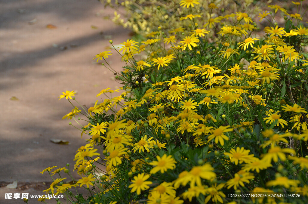 路边绽放的黄金菊木春菊