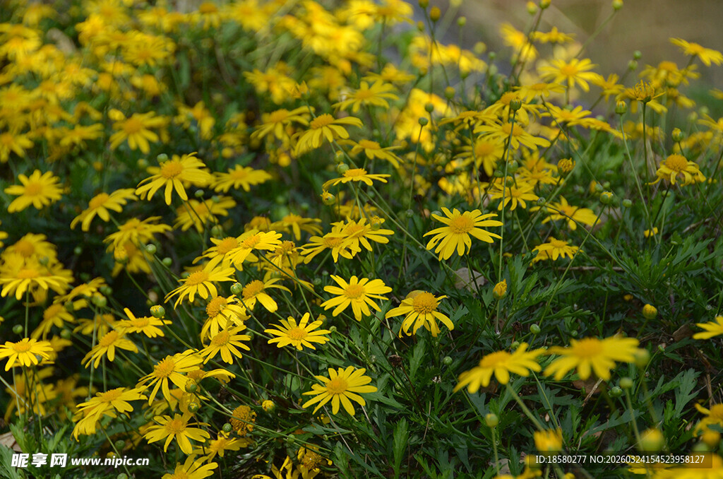 金黄灿烂的小菊花丛
