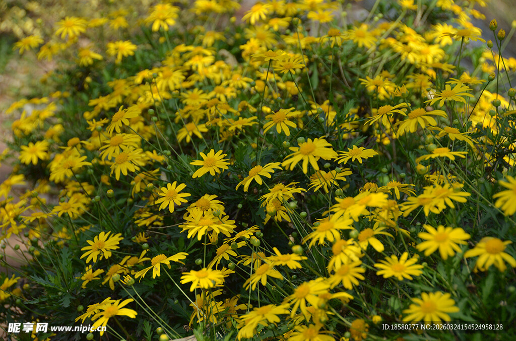 金黄灿烂的黄金菊木春菊