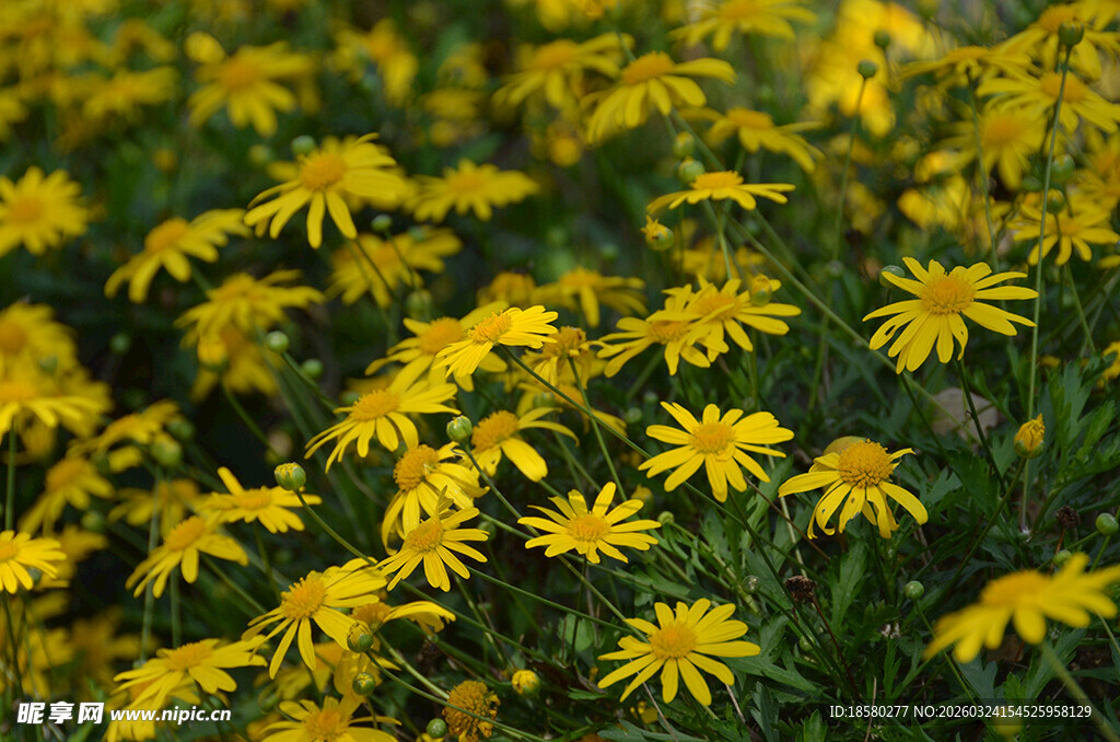 金黄雏菊绽放的黄金菊木春菊 