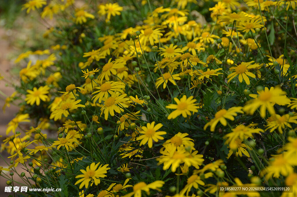 金黄灿烂的小菊花绽放
