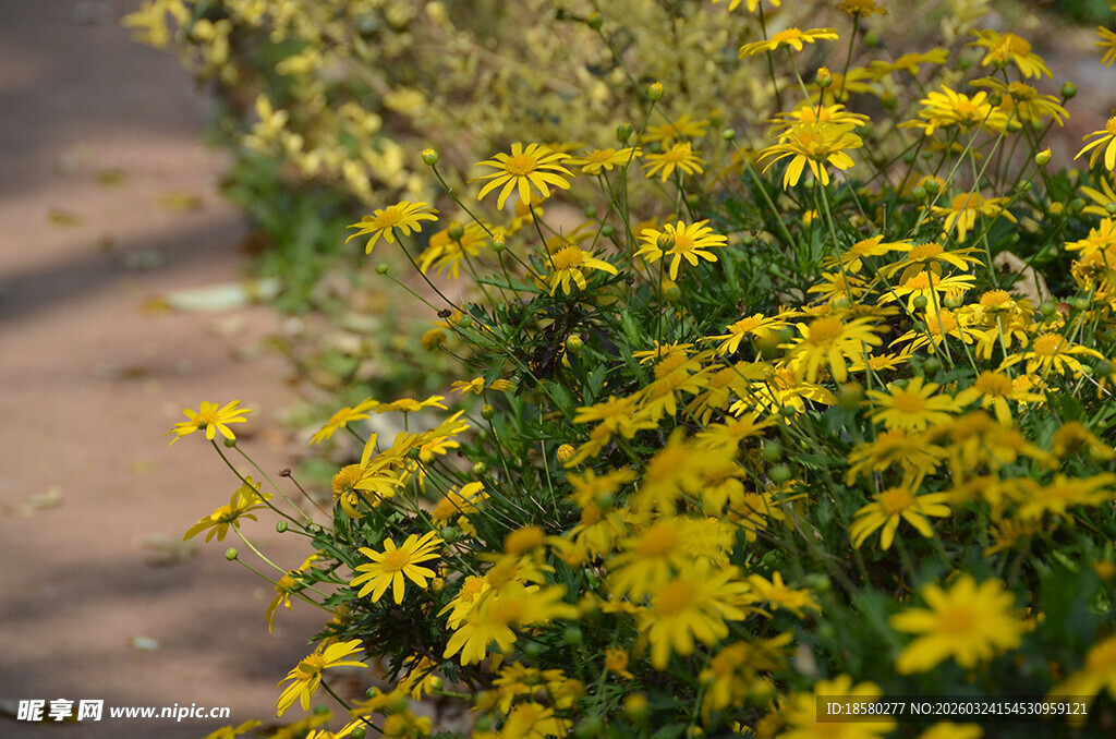 黄金菊木春菊茼蒿菊
