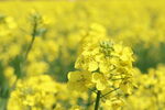 金黄油菜花绽放