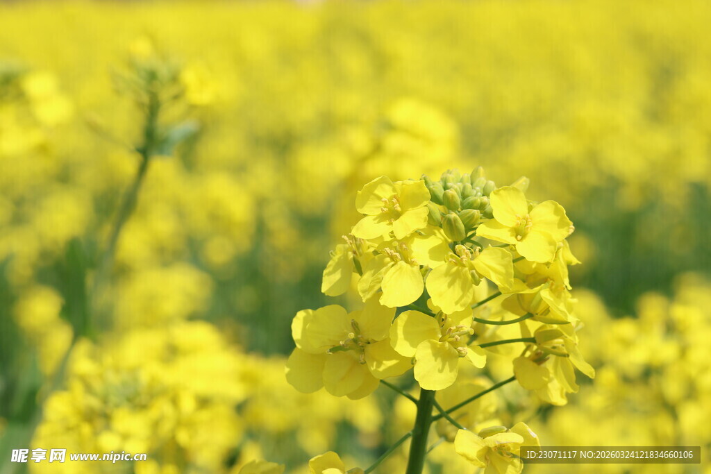 金黄油菜花绽放