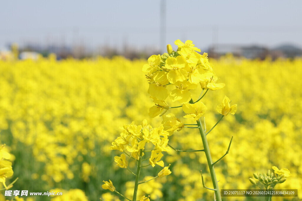 金黄油菜花田