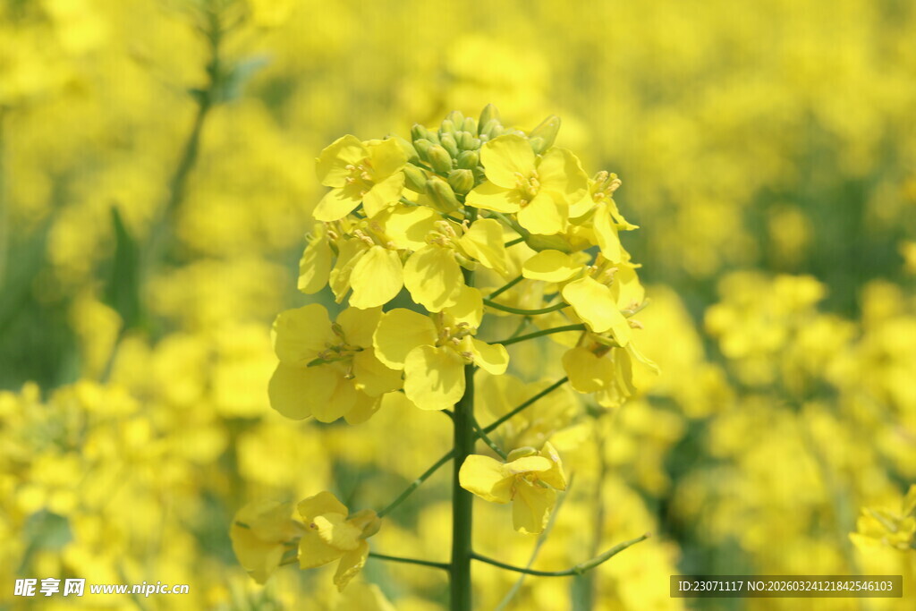 金黄油菜花绽放