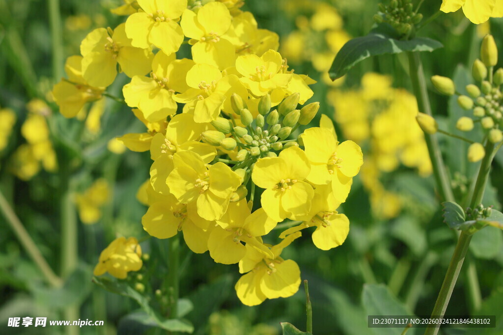 春日绽放的明艳油菜花