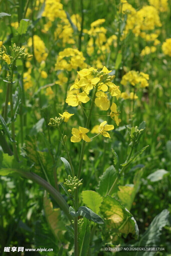 金黄油菜花田
