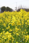 金黄油菜花田