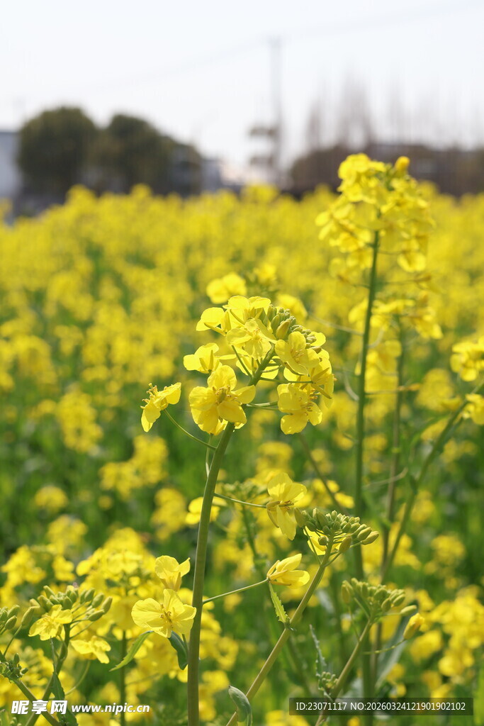 金黄油菜花田