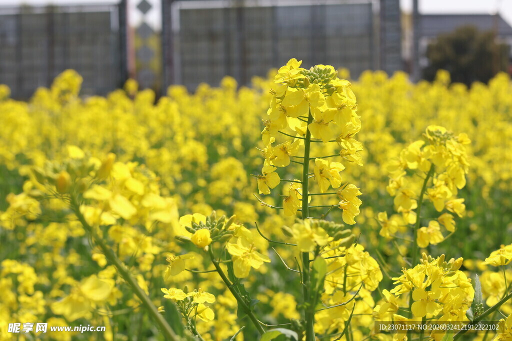 金黄油菜花田美景