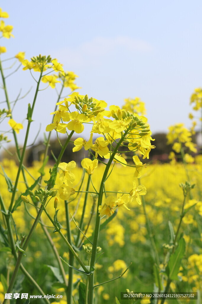 金黄油菜花田绽放