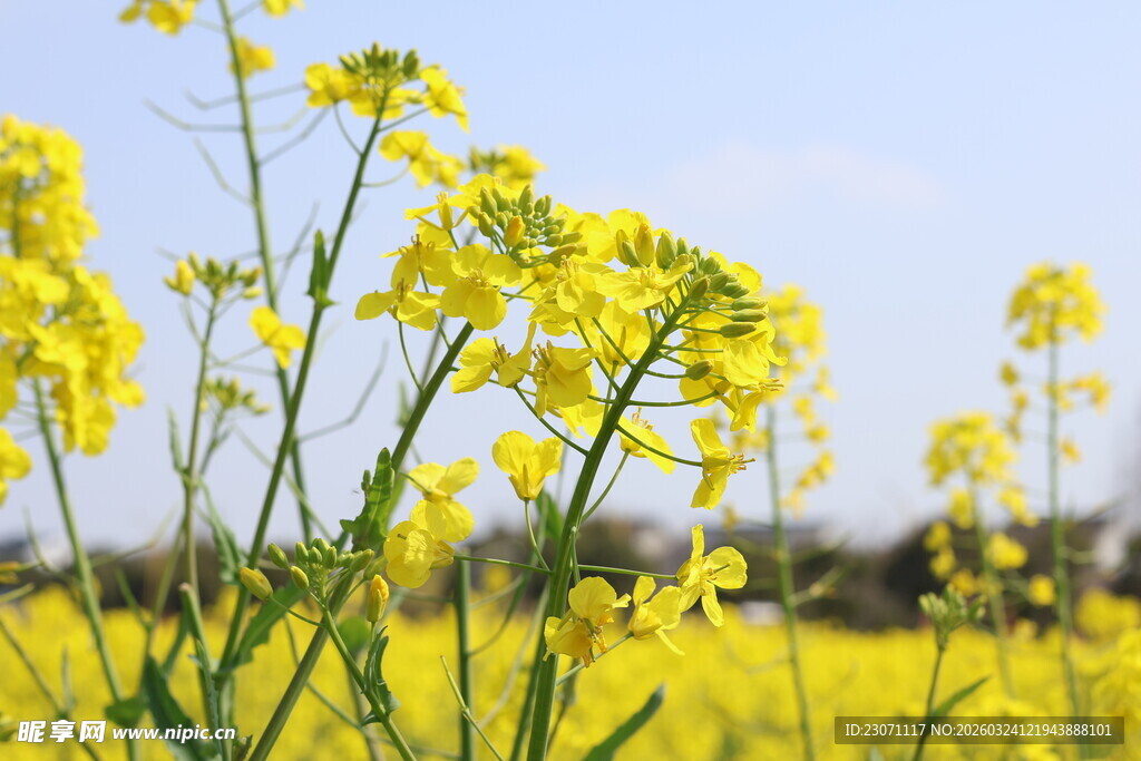 金黄油菜花田绽放