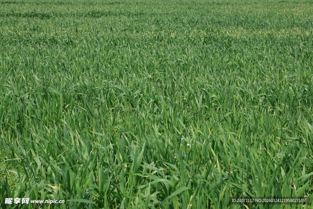 翠绿广阔的青青麦田