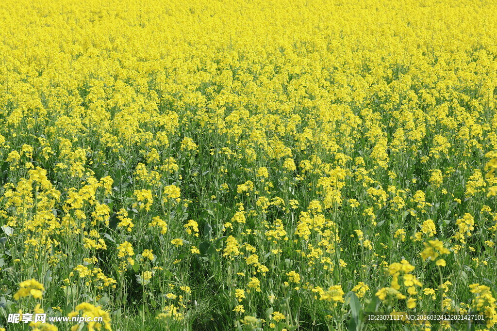 金黄油菜花田