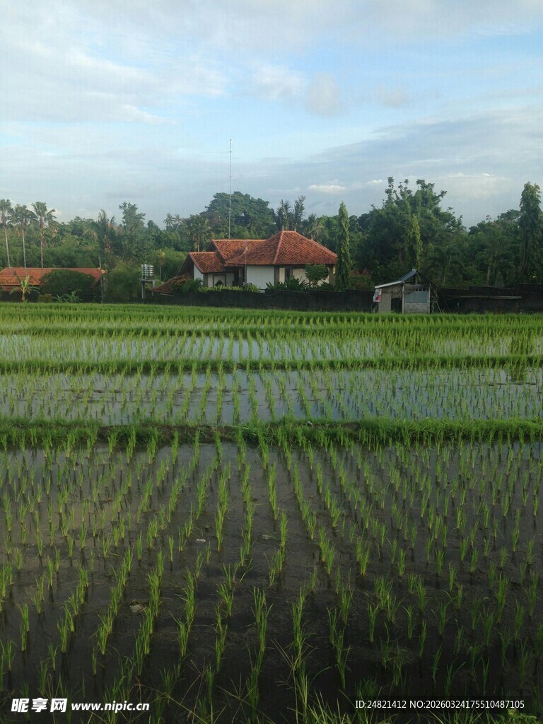 田园风光中的翠绿稻田
