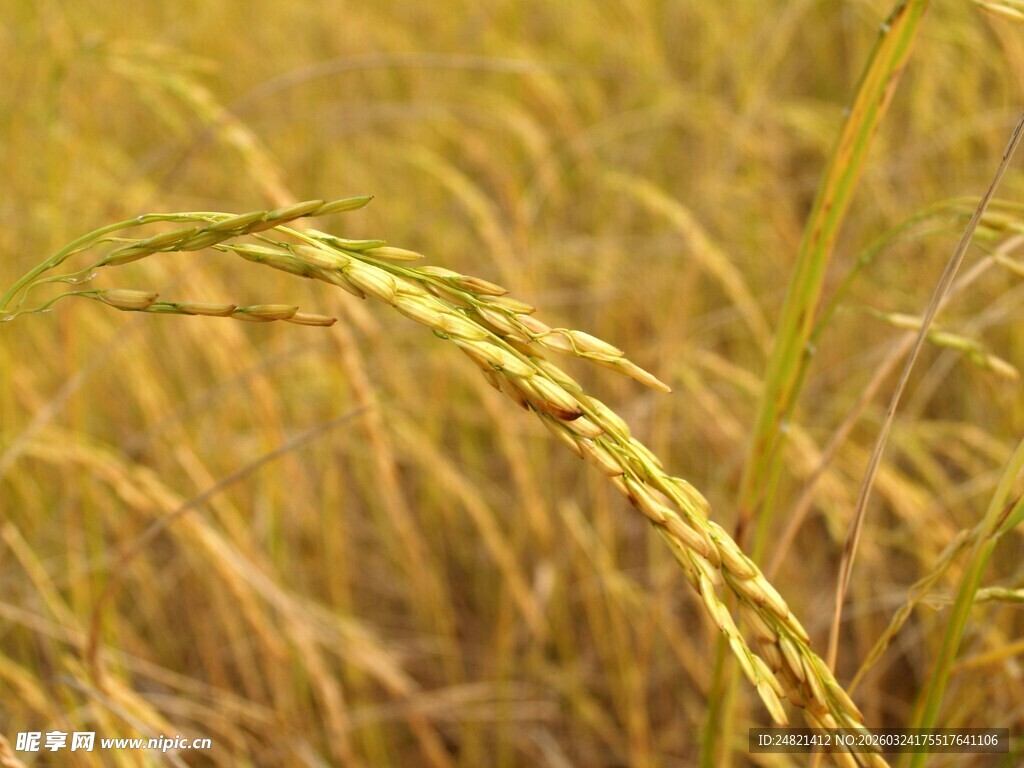 金黄稻田中的饱满稻穗
