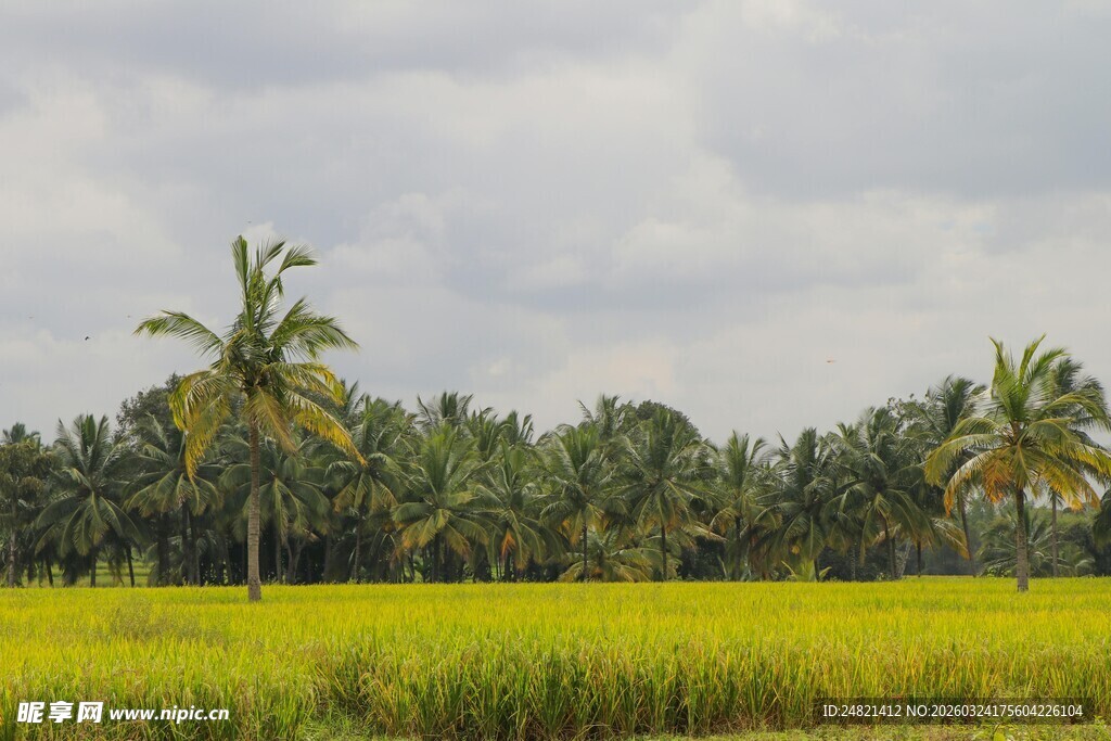 金黄稻田与挺拔椰子树