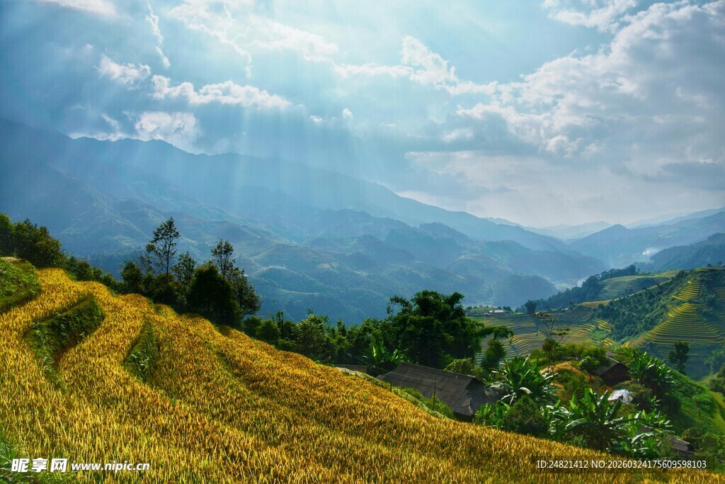 山间金黄梯田与壮美风光