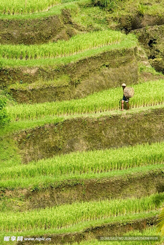 梯田风光中的劳作身影