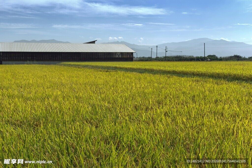 金黄稻田与远处建筑风景