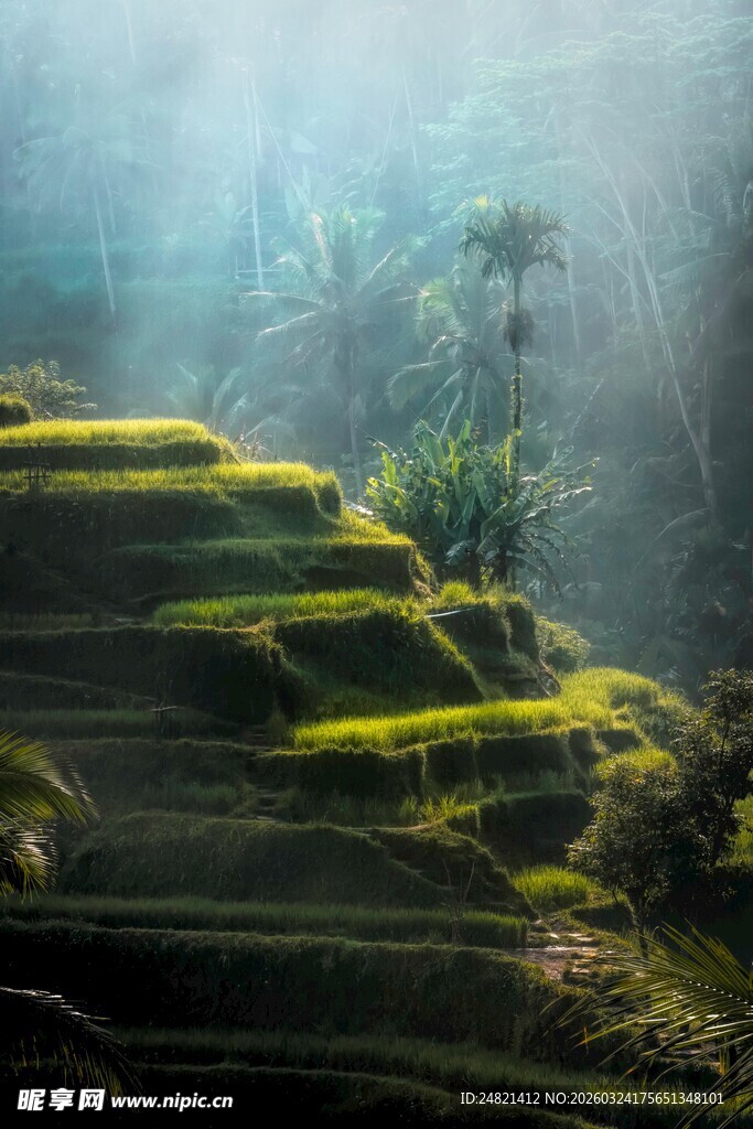 山间翠绿梯田美景