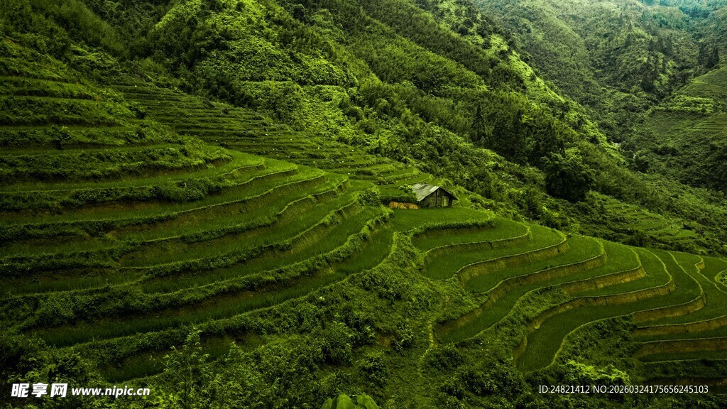 山间翠绿梯田美景