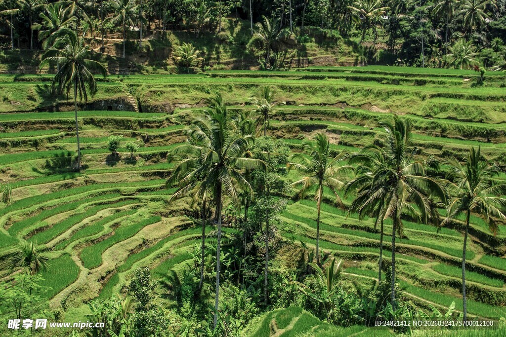 翠绿梯田与椰树相映成趣