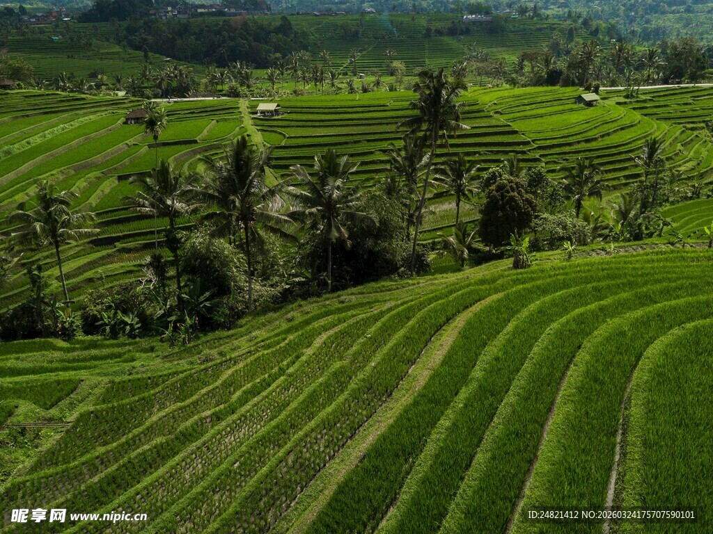 翠绿梯田风光