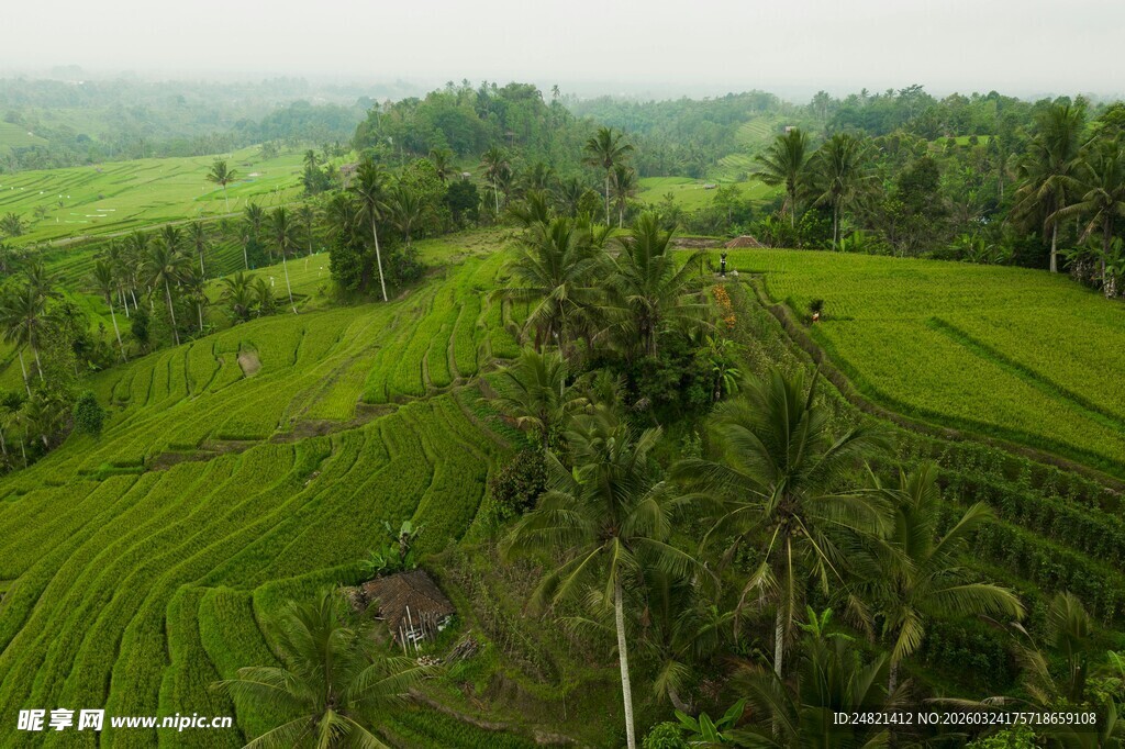 翠绿稻田与葱郁树林景观