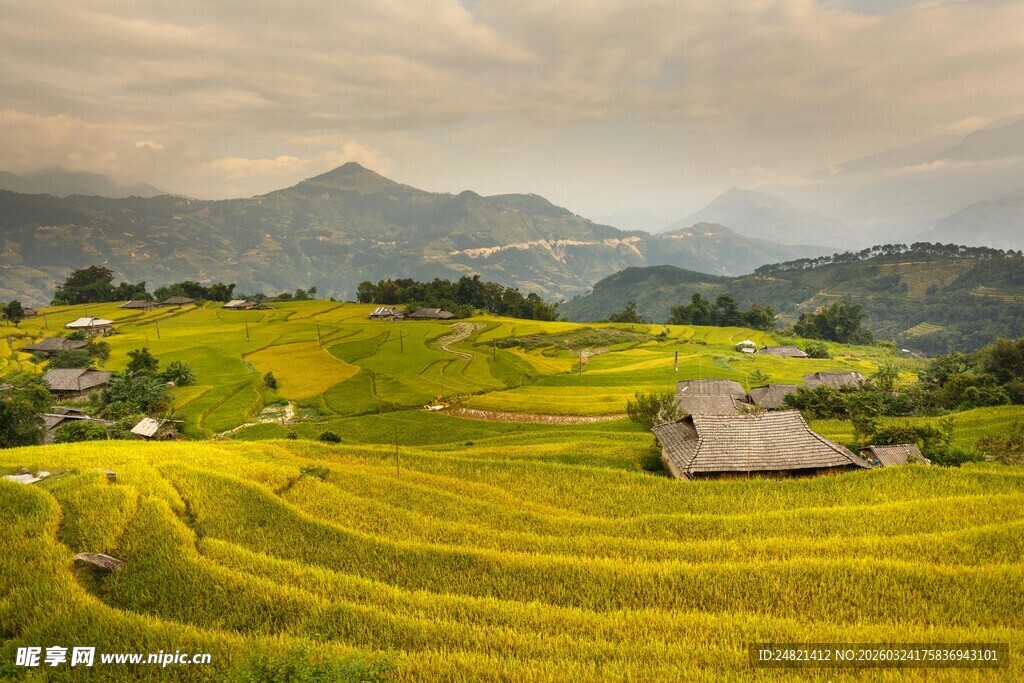 金色田园风光中的静谧小屋
