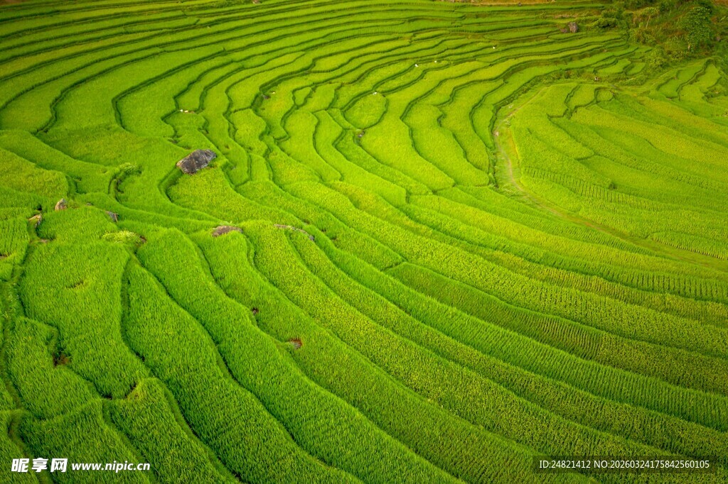 翠绿梯田美景