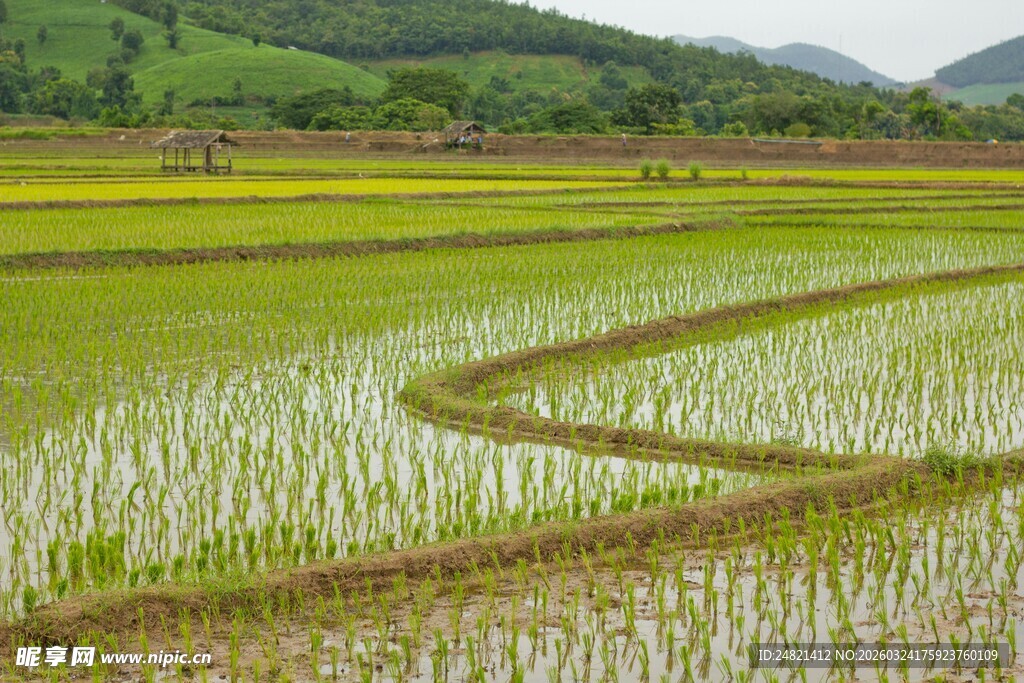 田园稻田风光