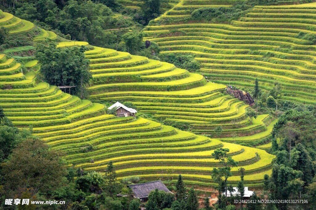 翠绿梯田景观