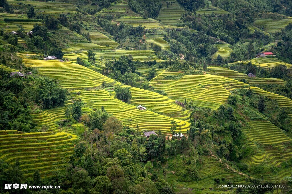 翠绿梯田