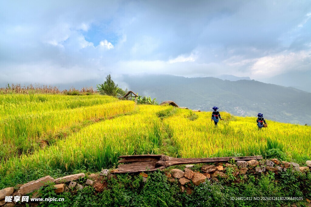 山间油菜田中的漫步身影
