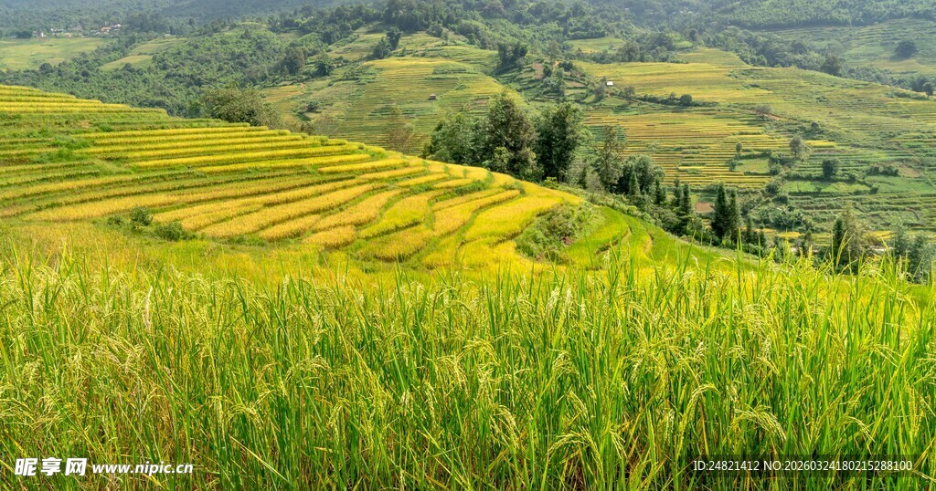 翠绿梯田