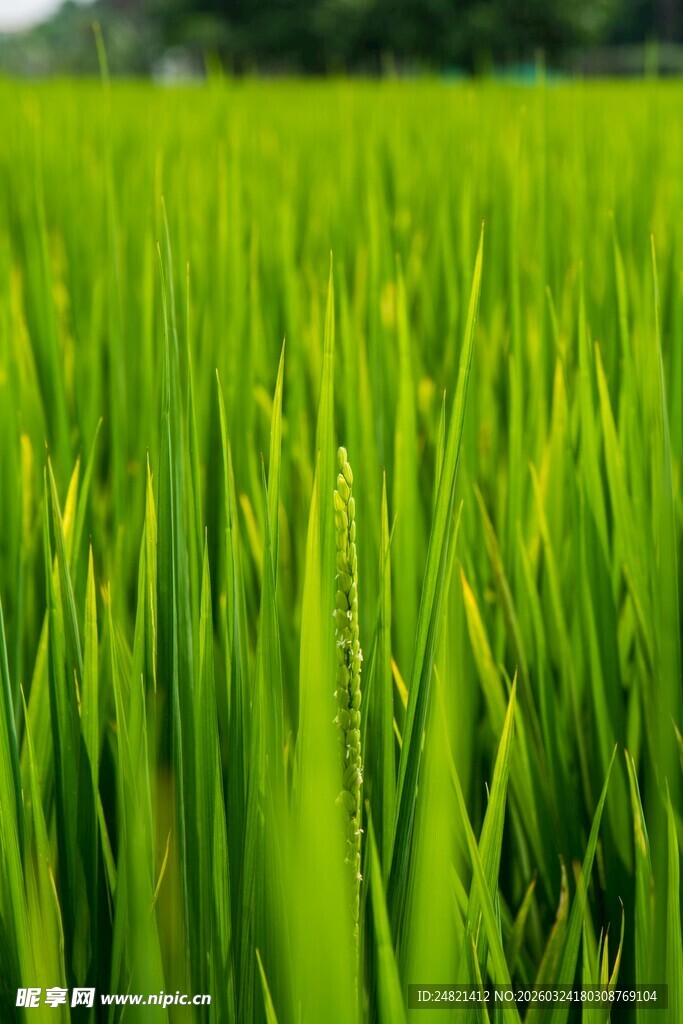 翠绿稻田