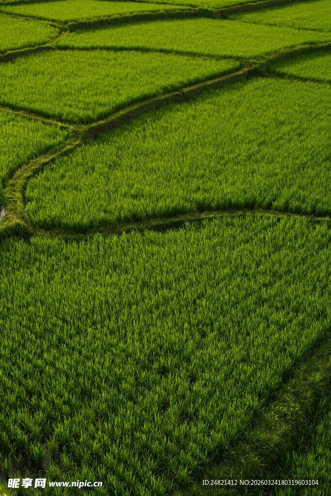 航拍翠绿整齐的农田景观
