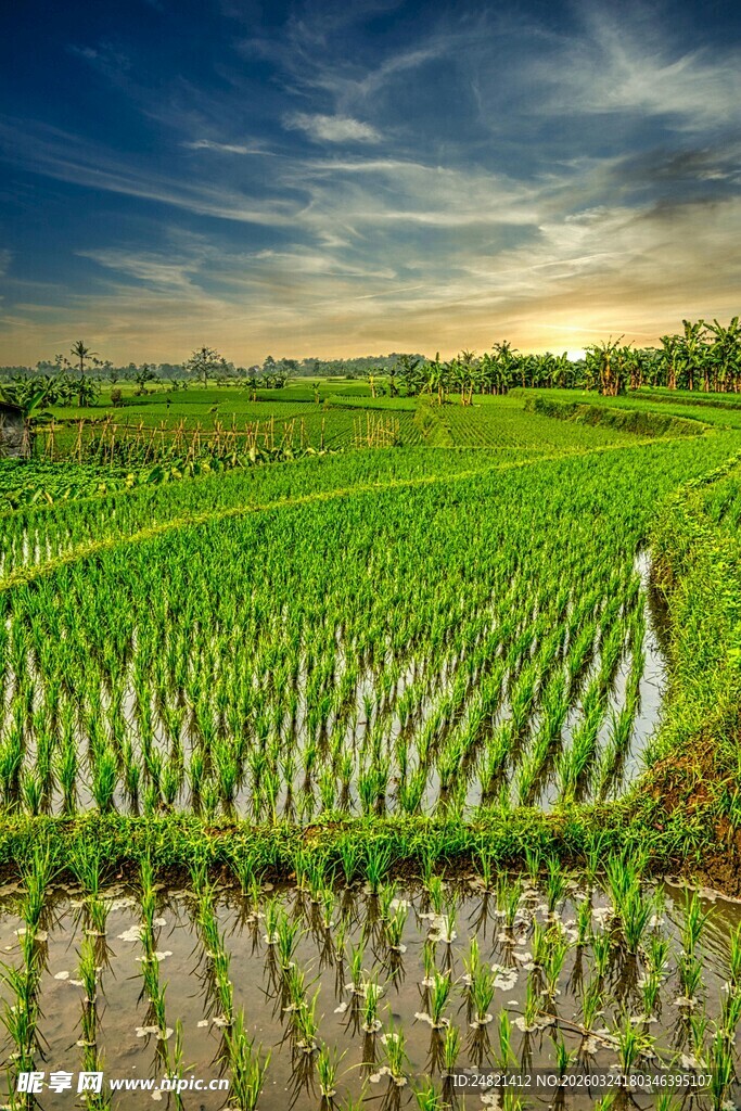田园风光中的翠绿水稻田