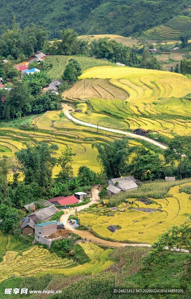 金黄稻田中的乡村美景