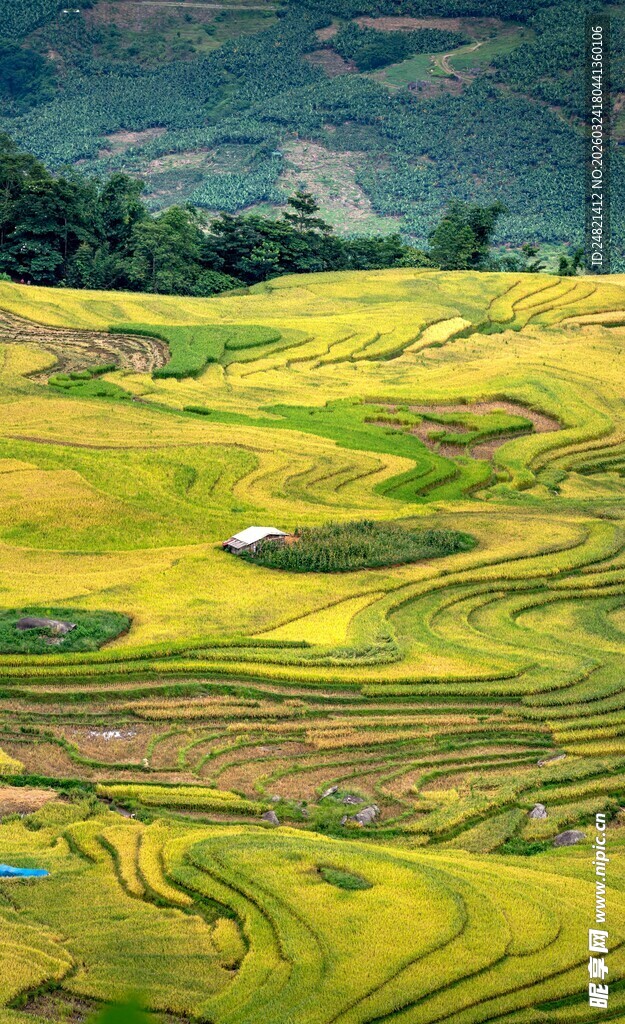 金黄梯田美景