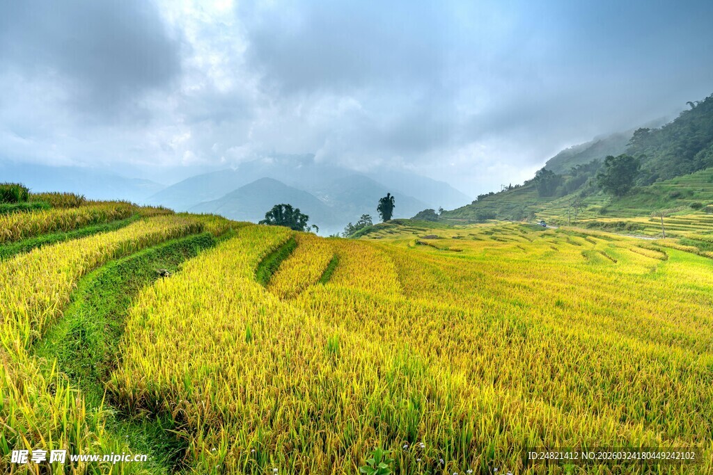 金黄稻田与远山的美丽景致
