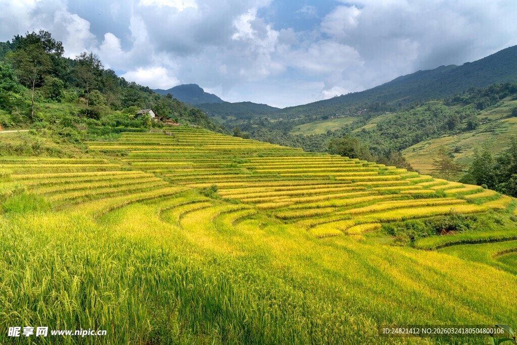 金黄梯田