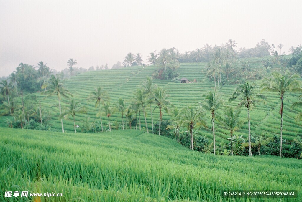 翠绿田野间的椰树风光