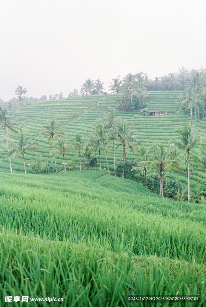 翠绿稻田与椰树田园风光