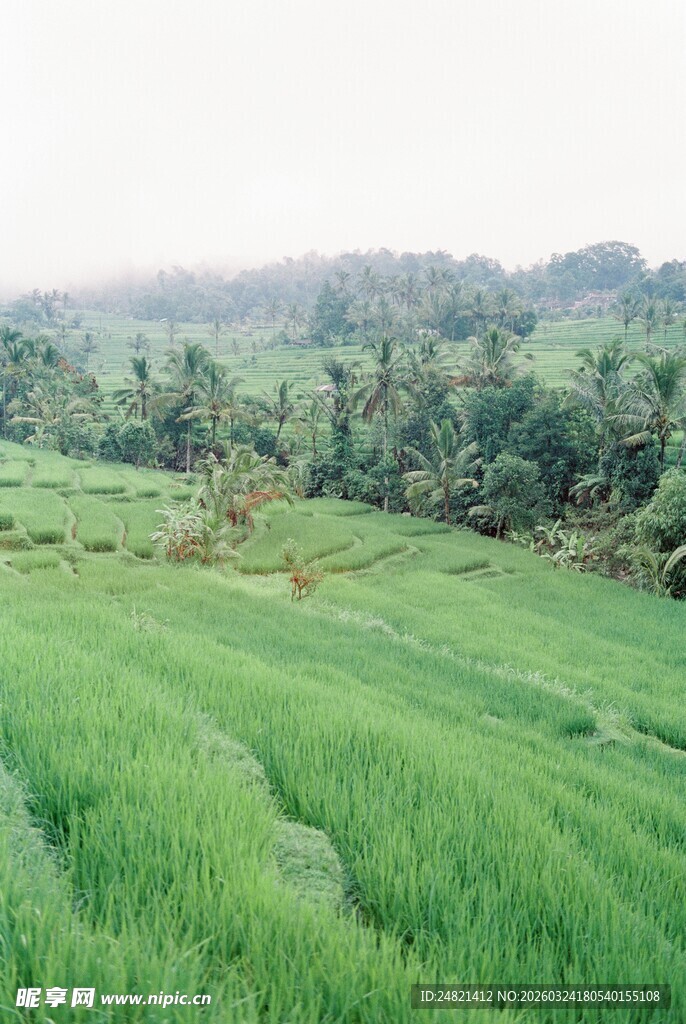 翠绿稻田与远处葱郁山林