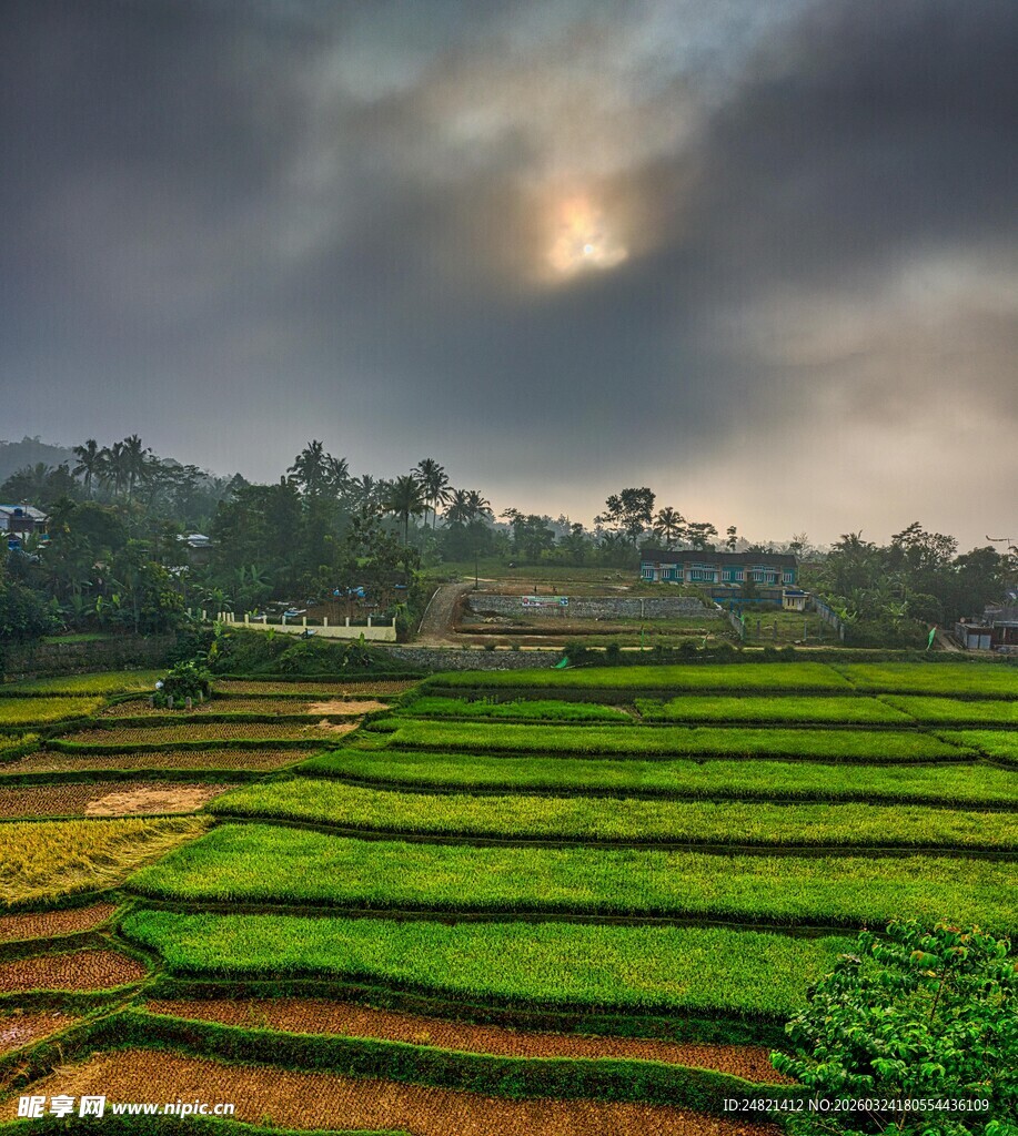 云雾下的翠绿梯田美景