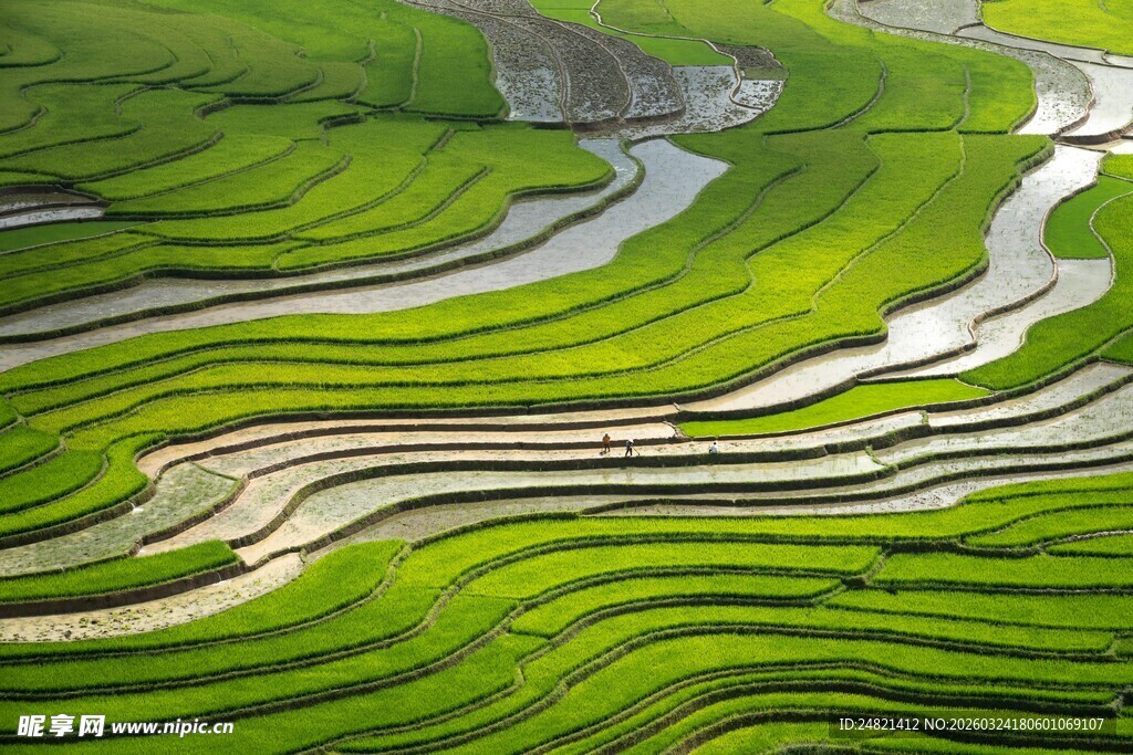 翠绿梯田