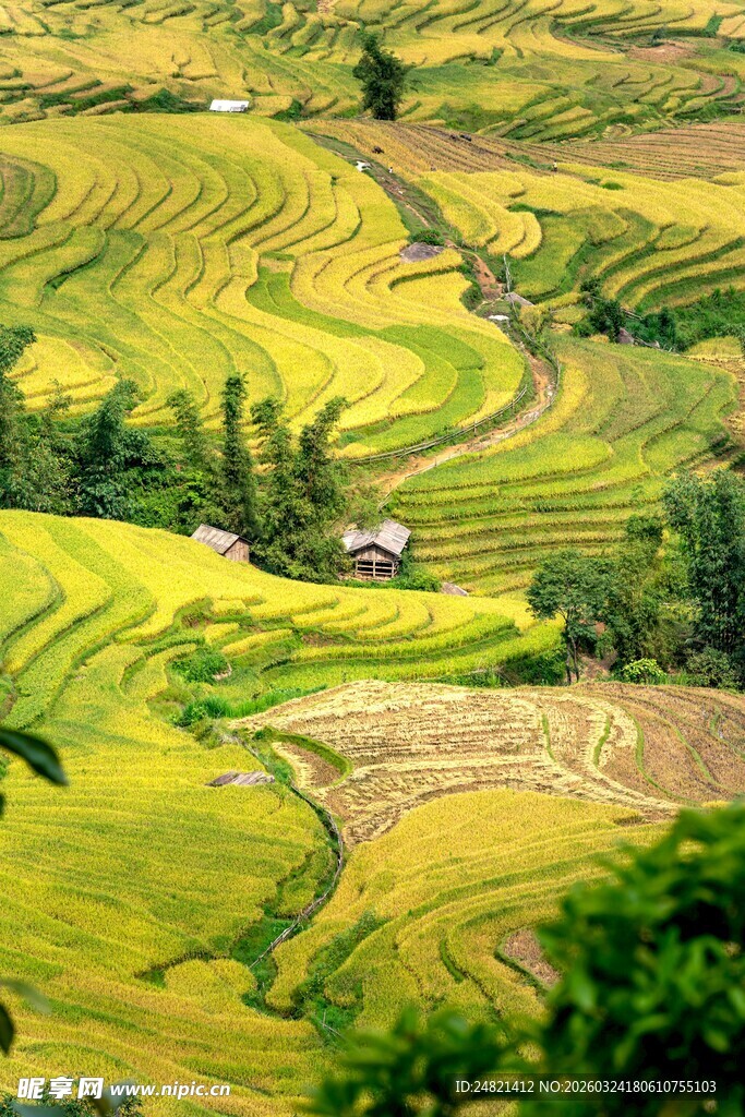 金黄梯田美景